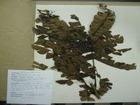 Herbarium sample